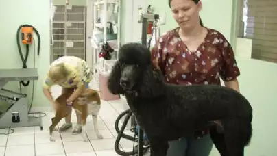 Groomer, czyli psi fryzjer