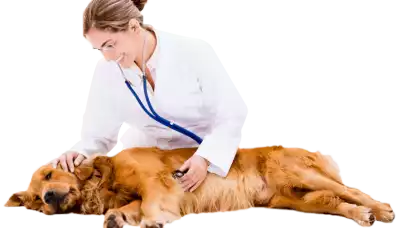 Franczyza z miłości do zwierząt