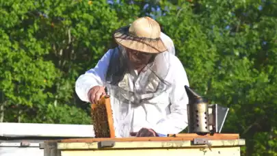 Zakładamy pasiekę – ile kosztuje sprzęt pszczelarski i akcesoria